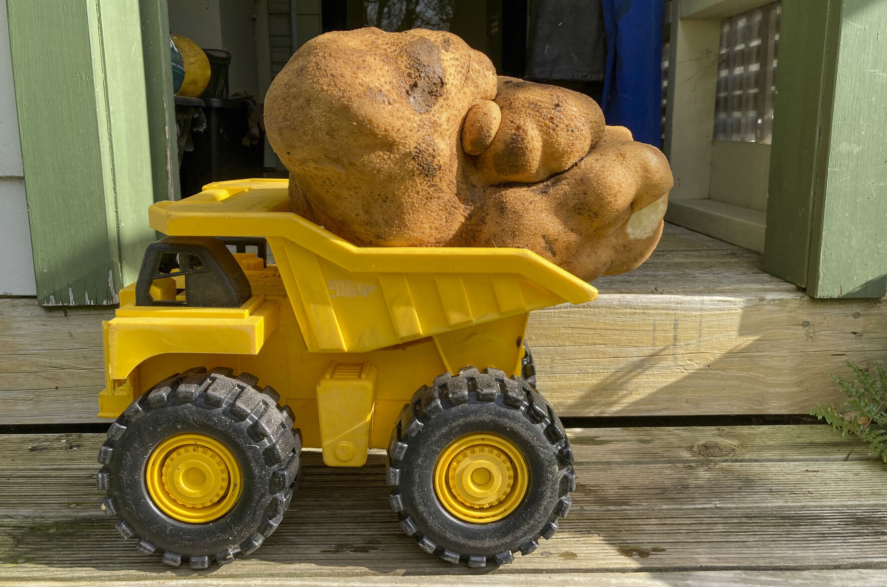Meet Doug, the Ugly New Zealand Potato That Might Be the World's Biggest New Zealand giant potato